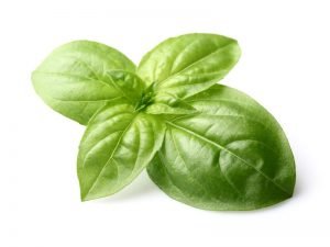 basilico