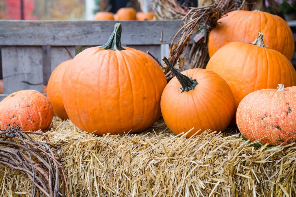 zucca in cucina